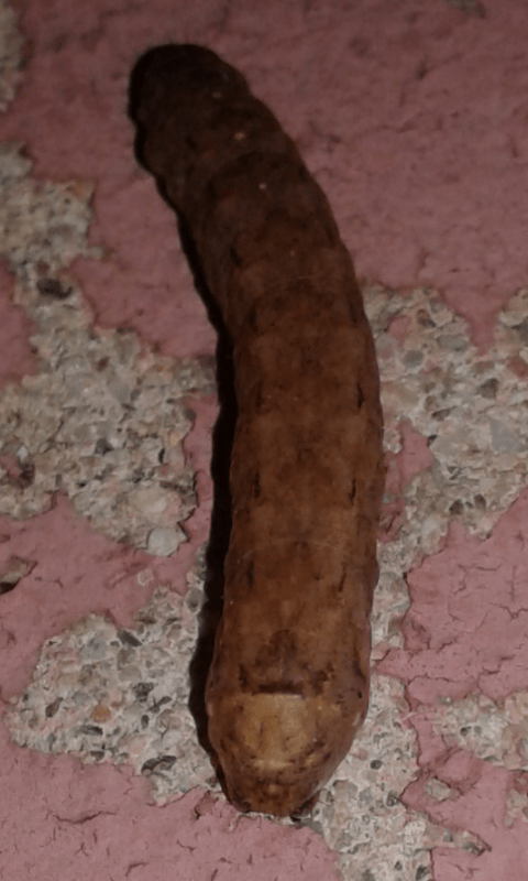 Noctuidae : bruco da ID 2